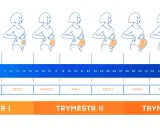 17 tydzień ciąży to czwarty miesiąc. Ilustracja pokazuje zmiany sylwetki kobiety i rozwój dziecka w kolejnych tygodniach.