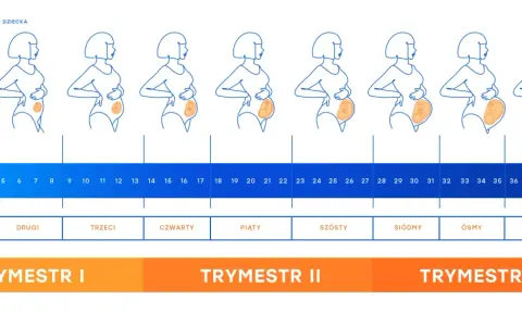 17 tydzień ciąży to czwarty miesiąc. Ilustracja pokazuje zmiany sylwetki kobiety i rozwój dziecka w kolejnych tygodniach.